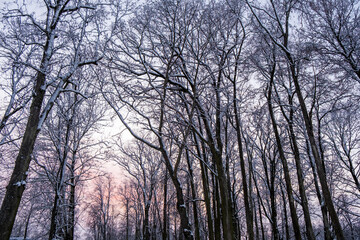 Fototapeta premium Winter forest landscape.