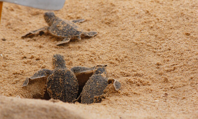 Loggerhead baby sea turtles hatching in a turtle farm in Sri Lanka, Hikkaduwa.