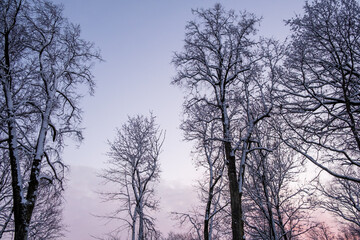 Winter forest landscape.