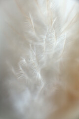 Bird fluff close up. Feather texture. Macro photography view.