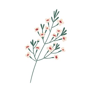 Delicate wax flower branch. Chamelaucium twig floral botanical element. Colorful flat vector illustration isolated on white background