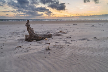 a piece of an old root is lying in the sand of the beach in Vejers Strand (Denmark) during a scenic sunset