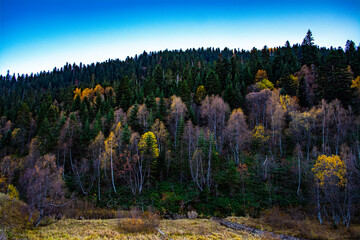 autumn in the forest