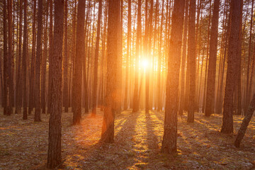 Sunrise in the spring pine forest with last snow. Sunbeams shining through the haze between pine...