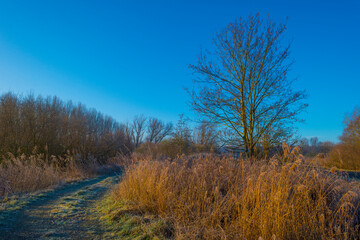 Obraz na płótnie Canvas Trees and reed in a frozen misty field in wetland below a foggy blue sky in sunlight in winter, Almere, Flevoland, The Netherlands, January 25, 2021
