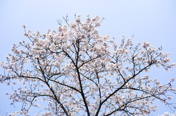 Obraz premium さくら