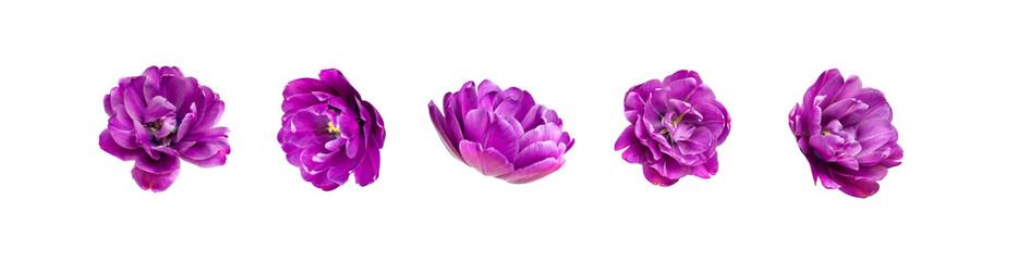 Various buds of purple tulip isolated on white background. Creative floral composition with tulips. Spring blossom concept, nature layout, beautiful flowers for your design