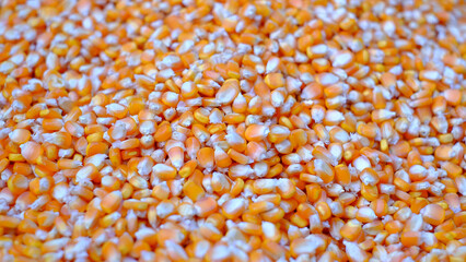 Close-up yellow dried corn for background, dried corn for popcor