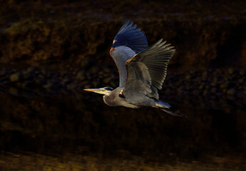 Great Blue Heron flying