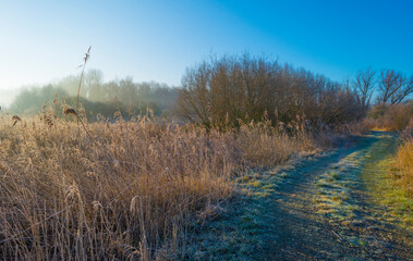 Trees and reed in a frozen misty field in wetland below a foggy blue sky in sunlight in winter, Almere, Flevoland, The Netherlands, January 25, 2021