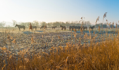 Trees and reed in a frozen misty field with horses in wetland below a foggy blue sky in sunlight in winter, Almere, Flevoland, The Netherlands, January 25, 2021 © Naj