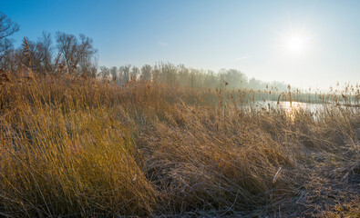 Reed along the misty sunny edge of a frozen lake in wetland in foggy sunlight below a blue sky in winter, Almere, Flevoland, The Netherlands, January 25, 2021