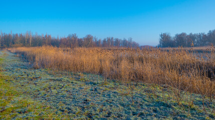 Reed along the misty sunny edge of a frozen lake in wetland in foggy sunlight below a blue sky in winter, Almere, Flevoland, The Netherlands, January 25, 2021