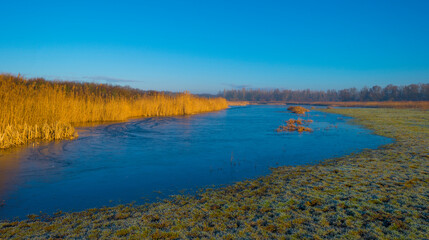 Fototapeta na wymiar Reed along the misty sunny edge of a frozen lake in wetland in foggy sunlight below a blue sky in winter, Almere, Flevoland, The Netherlands, January 25, 2021