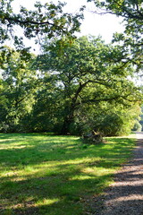 Park Sacrow am Fluss Havel im Sommer, Potsdam, Brandenburg