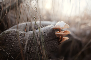 mushrooms in the snow, winter view, landscape in december forest