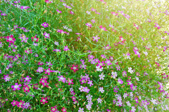 Vintage Yipso.It's  tiny flower for beautiful background and very very small flower.selective focus and vintage filter.