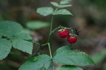 Two raspberries on a branch