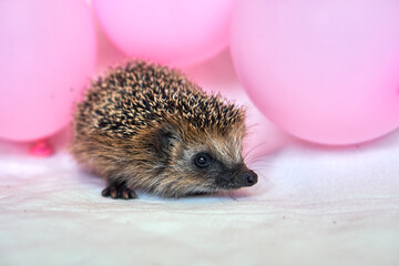 Little hedgehog and pink balloons. Balloons and flowers. Postcard with a hedgehog. High quality 4k...