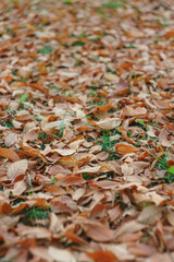 Autumn orange leaves on the ground