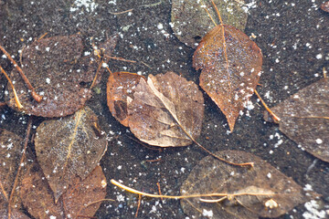 Frozen foliage in a puddle
