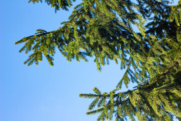 Fir branches against the sky