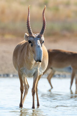 Portrait of male Saiga antelope or Saiga tatarica