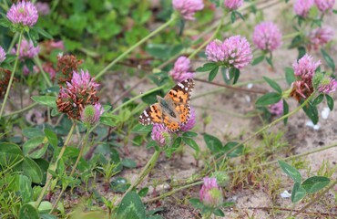 An orange Scarce tortoiseshell (Nymphalis xanthomelas) butterfly sitting on a purple Clover flower with spread wings. Springtime meadow wildlife detail.