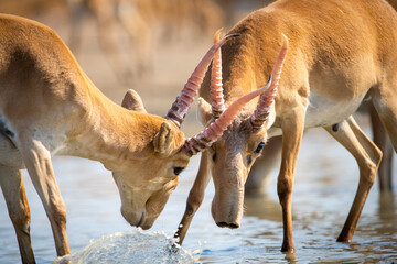 Battle of males during the rut. Saiga tatarica is listed in the Red Book, Chyornye Zemli or Black...