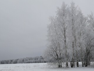 snow covered trees