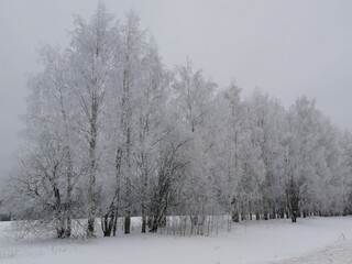 snow covered trees