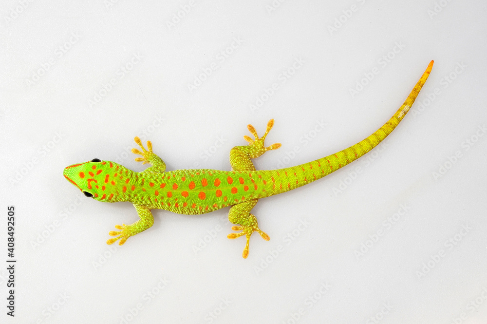 Poster Madagaskar-Taggecko, Jungtier // juvenile Madagascar Day Gecko  (Phelsuma madagascariensis)