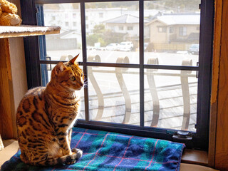 窓際にちょこんと座ったトラじまの賢そうな子猫