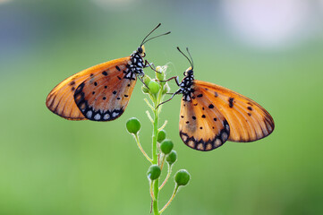 butterfly on flower