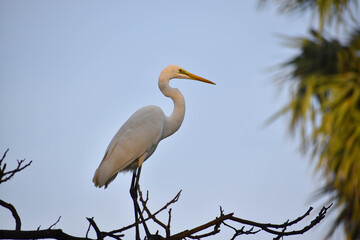 Great Egret and blue sky background sitting on tree branch. Ardea alba, also known as the common egret, large egret great white egret or great white heron.
