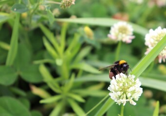 Macro bumblebee pollinating white blooming Clover flower. Bombus humblebee on trefoil blossom. Carder bee with pollen baskets full. Closeup, detail, bokeh blur background, copy space