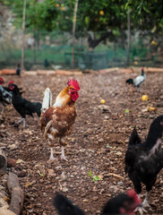 Proud rooster with red comb and many black chickens on an ecologically sustainable organic farm in a large enclosure and ample outdoor space