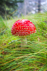 Bright red fly agaric in dense moss of an autumn forest