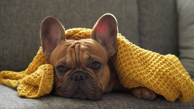 Beautiful dog, pet french bulldog purebred lies on sofa wrapped up in warm yellow blanket. Home comfort, tranquility left alone at home, bored while waiting for owner. Devoted gaze. To miss, devotion