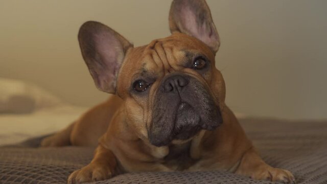 While owner is not at home cute dog, cute french bulldog with impunity sleeping on bed. Funny pet looks around in fear in anticipation of person. Mischievous crime, petty prank. Stock gimbal footage