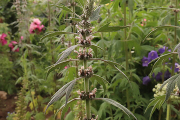 Herb plant motherwort in the herb garden, used as cardiotonic medicine. Leonurus cardiaca green leaves, close up.