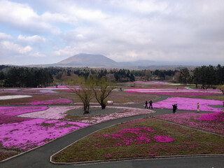 View of the Shibazakura (pink moss) festival in Kawaguchiko, Mount Fuji area, Japan. 