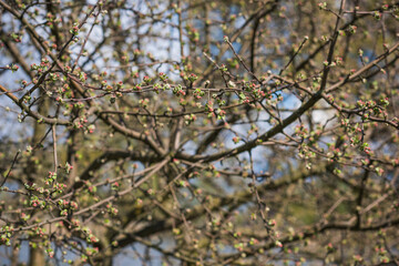 Early spring, close up branches of blossom garden,  gardening concept