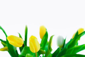 Yellow tulips on a white background. Place for text.