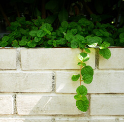 Green peppermint plants growing at white brick wall.