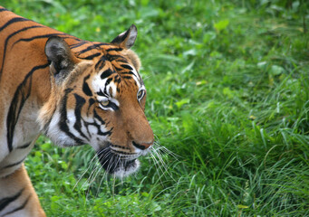 Close-up portrait of a tiger on a background of green grass.