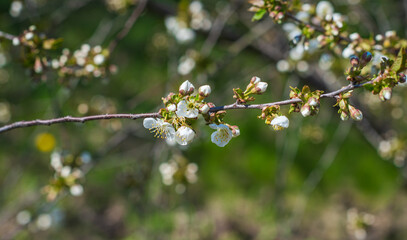 Early spring, close up branches of blossom garden,  gardening concept