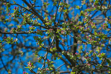 Early spring, close up branches of blossom garden,  gardening concept