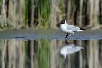 Common Black-headed Gull - Chroicocephalus ridibundus, common beautiful gull from European fresh waters, Zahlinice, Czech Republic.