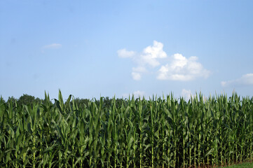 Corn Growing in Field With Bright Blue Sky